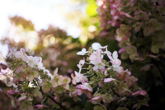 Saipua_hortènsia rosa pal
