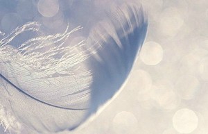 Airy feather_balckRose3485_Flickr 01