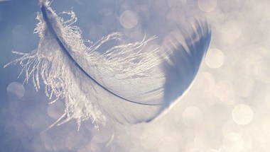 Airy feather_balckRose3485_Flickr