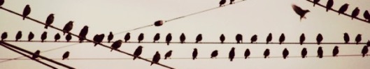 eldasign_ocells 02