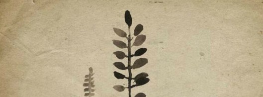 michelle tavares_etsy_rustic ferns